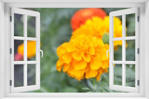 Fototapeta Naklejka Na Ścianę Okno 3D - orange flowers in the garden