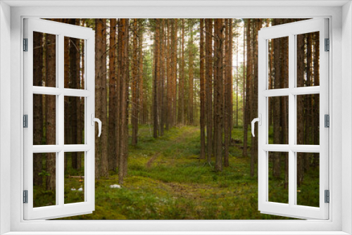 Fototapeta Naklejka Na Ścianę Okno 3D - landscape in a pine forest, selective focus