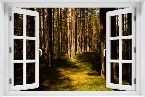 Fototapeta Naklejka Na Ścianę Okno 3D - landscape in a pine forest, selective focus