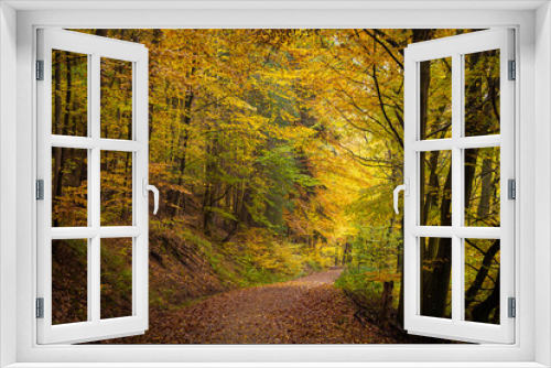 Fototapeta Naklejka Na Ścianę Okno 3D - leaves on the trail in forest in autumn