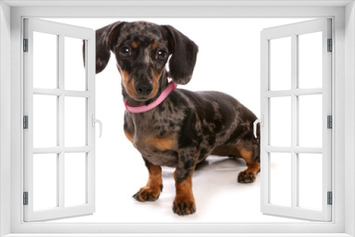 Fototapeta Naklejka Na Ścianę Okno 3D - Dachshund dog