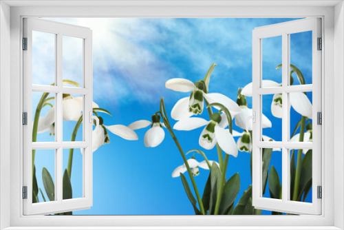 Fototapeta Naklejka Na Ścianę Okno 3D - Beautiful tender spring snowdrops outdoors against blue sky