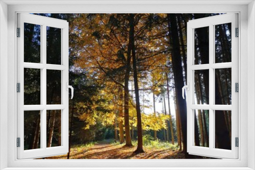 Fototapeta Naklejka Na Ścianę Okno 3D - Goldener Baum im Wald