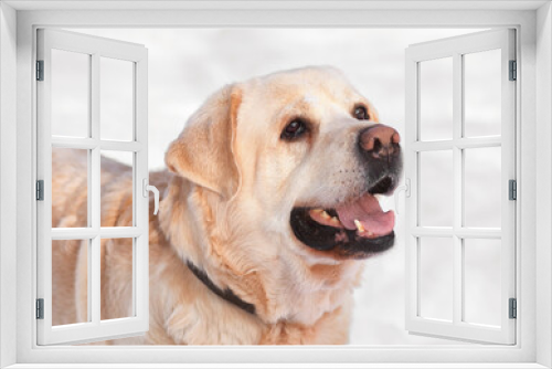 Fototapeta Naklejka Na Ścianę Okno 3D - Dog white labrador close-up in winter outdoors