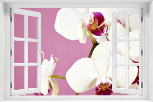 Fototapeta Naklejka Na Ścianę Okno 3D - Bouquet of white orchid
