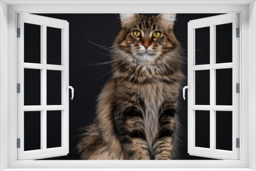 Fototapeta Naklejka Na Ścianę Okno 3D - Impressive young adult black tabby Maine Coon cat, sitting facing front. Looking straight to camera with mesmerising eyes. Isolated on black background.