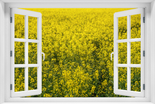 Fototapeta Naklejka Na Ścianę Okno 3D - Bright yellow rapeseed Brassica napus flowers growing on field.