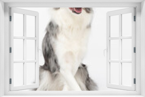 Fototapeta Naklejka Na Ścianę Okno 3D - A beautiful dog sits nicely on his ass and his front legs are crossed. Border Collie dog in shades of white and black, and long and fine hair. An excellent herding dog.