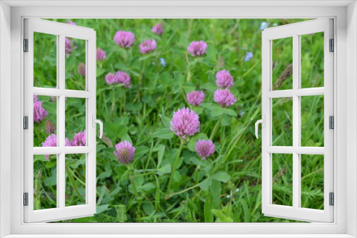 Fototapeta Naklejka Na Ścianę Okno 3D - Koniczyna czerwona,  Trifolium pratense, w naturalnym środowisku