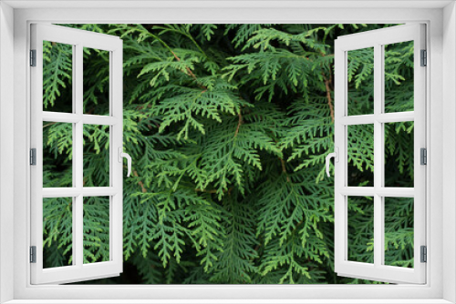 Fototapeta Naklejka Na Ścianę Okno 3D - Green branches of thuja