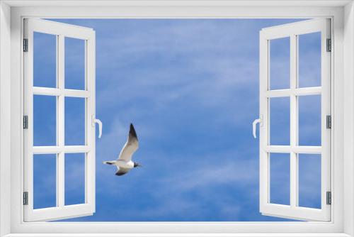 Fototapeta Naklejka Na Ścianę Okno 3D - Laughing gull flying in a blue sky