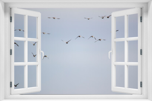 Fototapeta Naklejka Na Ścianę Okno 3D - flock of geese