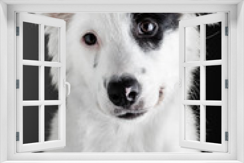 Fototapeta Naklejka Na Ścianę Okno 3D - Border collie puppy