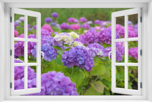 Fototapeta Naklejka Na Ścianę Okno 3D - 二子玉川公園の紫陽花（背景ぼけ 小）