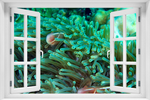 Fototapeta Naklejka Na Ścianę Okno 3D - Pink anemonefish in anemone, Koh Tao island, Thailand