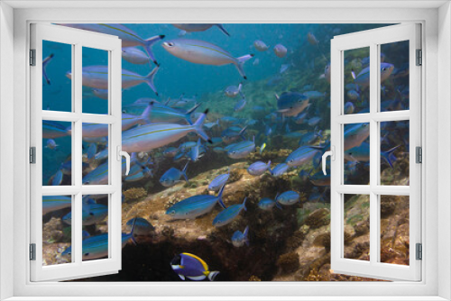 Fototapeta Naklejka Na Ścianę Okno 3D - Group of fusilier fish in blue tropical water