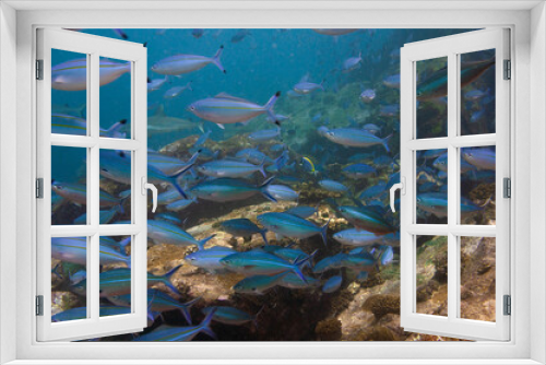 Fototapeta Naklejka Na Ścianę Okno 3D - Group of fusilier fish in blue tropical water