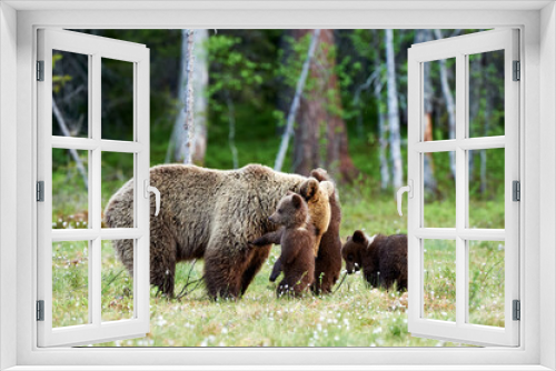 Fototapeta Naklejka Na Ścianę Okno 3D - Female brown bear and her cubs
