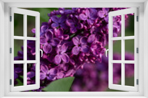 Fototapeta Naklejka Na Ścianę Okno 3D - A beautiful branch of purple lilac in the setting sun