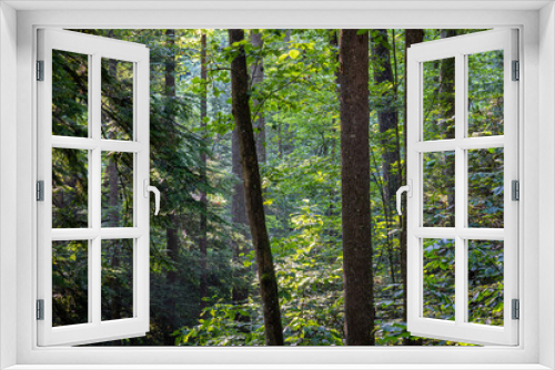 Fototapeta Naklejka Na Ścianę Okno 3D - Three Trees in the Forest