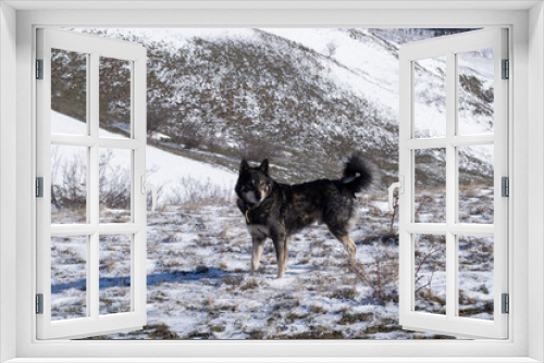 Fototapeta Naklejka Na Ścianę Okno 3D - Black dog on the background of snow and mountains.