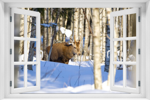 Fototapeta Naklejka Na Ścianę Okno 3D - Red deer in winter forest. wildlife, Protection of Nature. Raising deer in their natural environment.