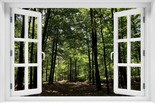 Fototapeta Naklejka Na Ścianę Okno 3D - Niepolomice Forest near Cracow city on sunny day