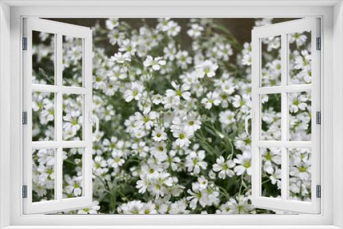 Fototapeta Naklejka Na Ścianę Okno 3D - セラスチウムの白い花