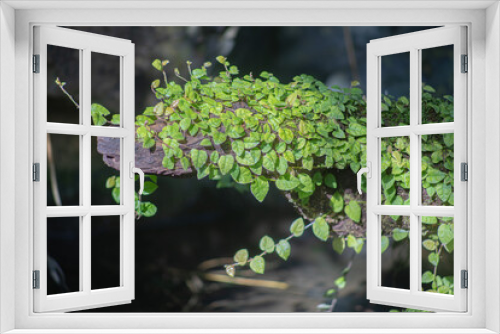 Fototapeta Naklejka Na Ścianę Okno 3D - 生い茂る植物