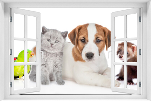 Fototapeta Naklejka Na Ścianę Okno 3D - Group of pets sit together in front view. Isolated on white background