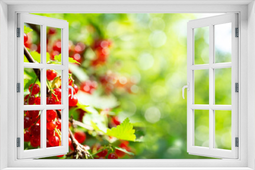 Fototapeta Naklejka Na Ścianę Okno 3D - ripe red currant in a garden on green background