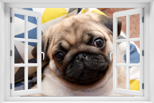 Fototapeta Naklejka Na Ścianę Okno 3D - A puppy of a pug dog named Cupcake.