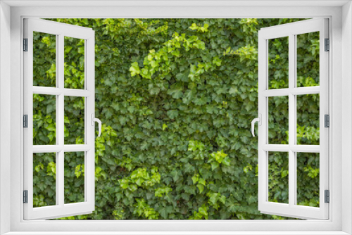 Fototapeta Naklejka Na Ścianę Okno 3D - Vine creeping over a a wall creating beautiful leaves texture