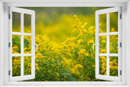 Fototapeta Naklejka Na Ścianę Okno 3D - Selective focus shot of green grass and yellow flowers on a meadow