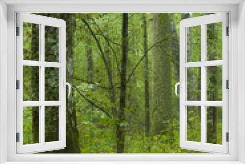 Fototapeta Naklejka Na Ścianę Okno 3D - Rich deciduous forest rain after