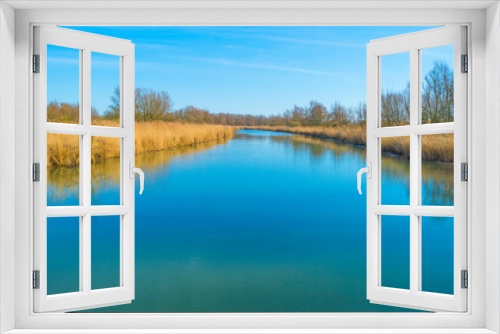 Fototapeta Naklejka Na Ścianę Okno 3D - Reed along the edge of a lake in wetland under a bright blue cloudy sky in winter, Almere, Flevoland, The Netherlands, February 21, 2021