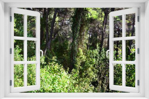 Fototapeta Naklejka Na Ścianę Okno 3D - The mediterranean evergreen hard-leaved forest