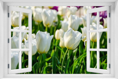 Fototapeta Naklejka Na Ścianę Okno 3D - White flowers of tulips close up nature background