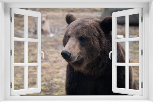 Fototapeta Naklejka Na Ścianę Okno 3D - european brown bear portrait in the wilderness
