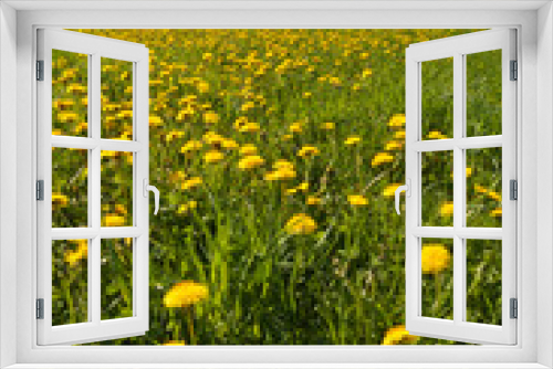 Fototapeta Naklejka Na Ścianę Okno 3D - Dandelion Flowers
