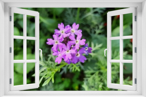 Fototapeta Naklejka Na Ścianę Okno 3D - flower in the garden