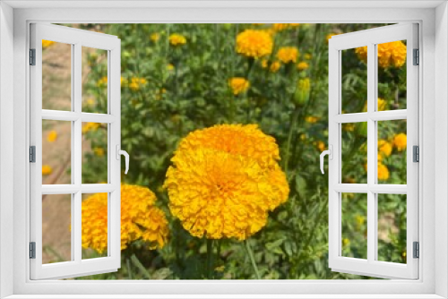 Fototapeta Naklejka Na Ścianę Okno 3D - Beautiful yellow marigolds in public gardens.