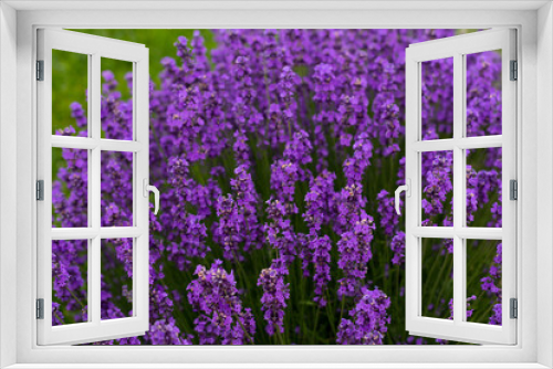 Fototapeta Naklejka Na Ścianę Okno 3D - Beautiful summer flowers