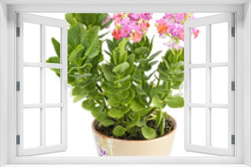 Fototapeta Naklejka Na Ścianę Okno 3D - Kalanchoe blossfeldiana  isolated on white background