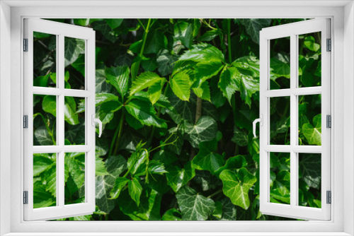 Fototapeta Naklejka Na Ścianę Okno 3D - green wall of ivy and wild grapes. postcard