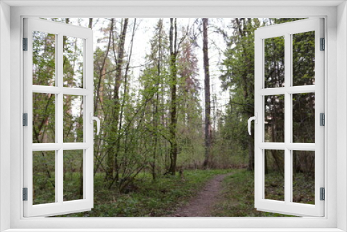 Fototapeta Naklejka Na Ścianę Okno 3D - forest after rain summer russia