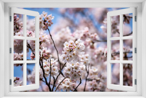 Fototapeta Naklejka Na Ścianę Okno 3D - 風景素材　満開の桜の花