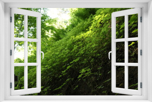 Fototapeta Naklejka Na Ścianę Okno 3D - green forest in summer in the sun russia moscow
