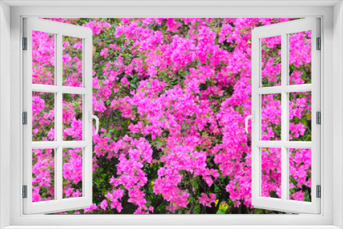 Fototapeta Naklejka Na Ścianę Okno 3D - Vibrant Pink Flowers
