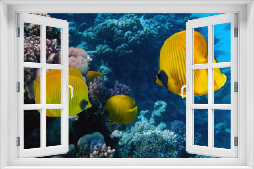 Fototapeta Naklejka Na Ścianę Okno 3D - Underwater image of coral reef and School of Masked Butterfly Fish